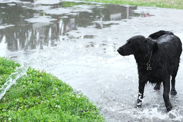 Portrait de chien noir humide — Photo