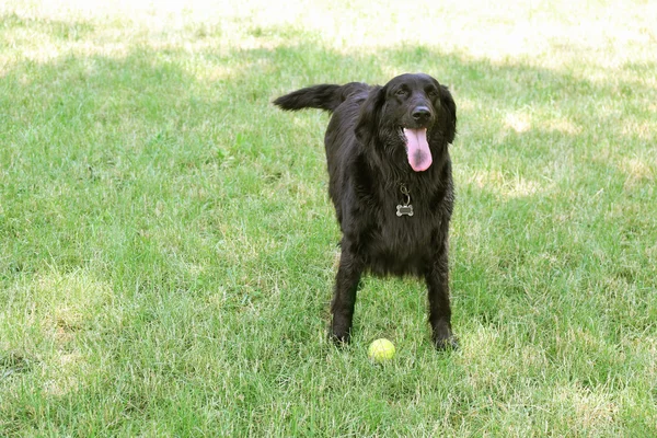 Μεγάλο μαύρο σκυλί με μπάλα — Φωτογραφία Αρχείου