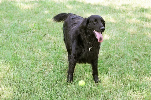 Anjing hitam besar dengan bola — Stok Foto