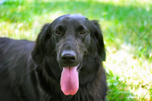 Retrato de cão preto grande — Fotografia de Stock