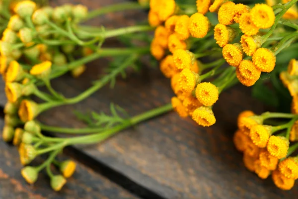 Schöne wilde Blumen — Stockfoto