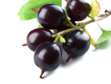 Beyaz izole yeşil yaprakları ile vahşi Siyah frenk üzümü