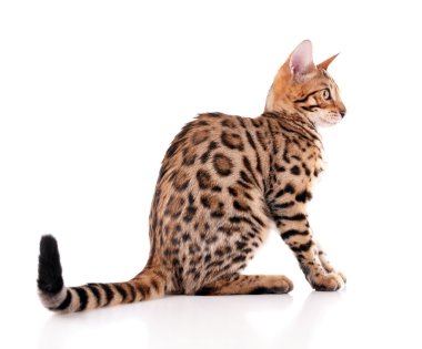 Beyaz izole güzel Bengal yavru kedi
