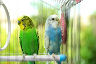 Cute colorful budgies in cage clipart