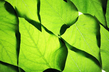 Green leaves background clipart