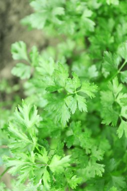 Bahçede büyüyen maydanoz