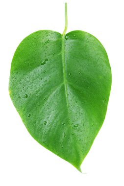 Monstera yaprak üzerinde beyaz izole