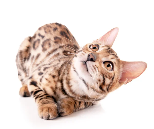 Beautiful Bengal kitten isolated on white — Stock Photo, Image