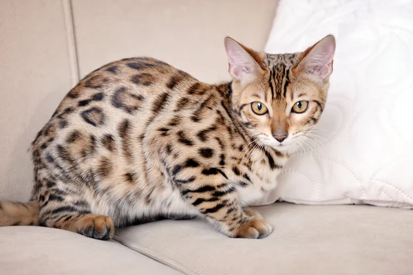 Gatinho de Bengala bonita no sofá no quarto — Fotografia de Stock