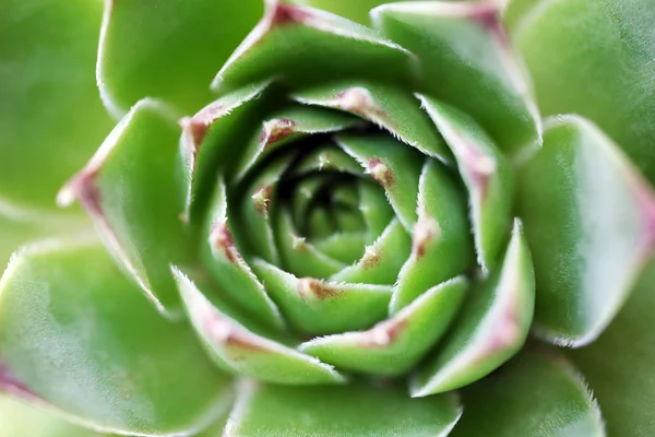 Hermosa planta suculenta — Foto de Stock