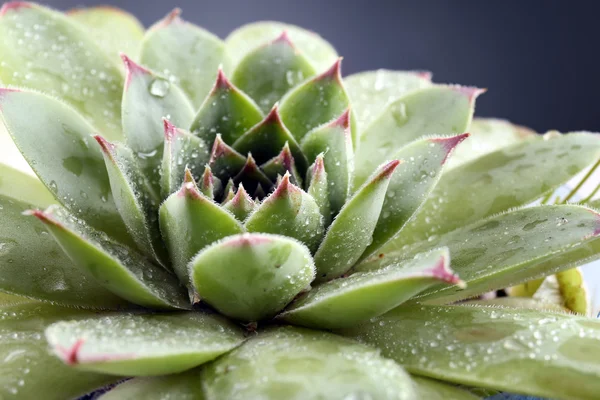 Bella pianta succulenta — Foto Stock