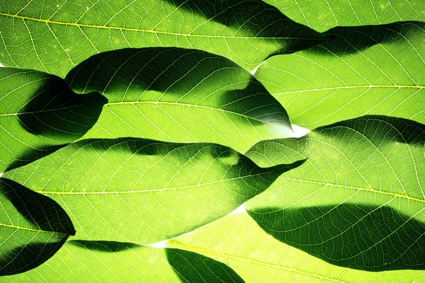 Groene bladeren achtergrond — Stockfoto