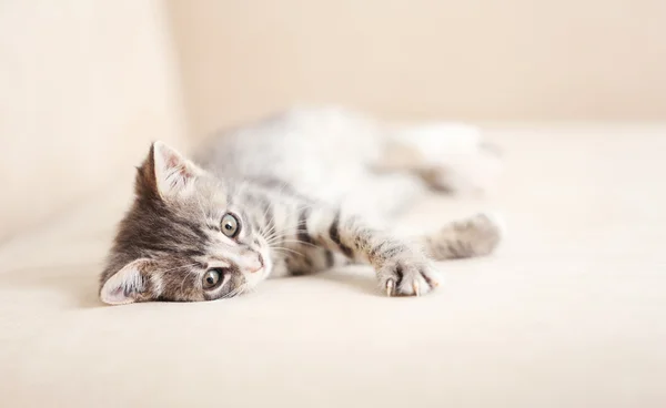 Grijze kitten thuis — Stockfoto