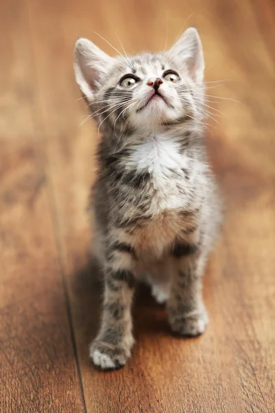 Χαριτωμένο γατάκι γκρι — Φωτογραφία Αρχείου