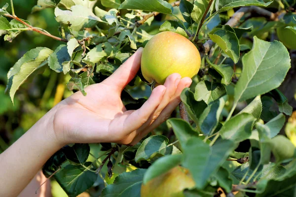 Hand plukken apple van boom — Stockfoto