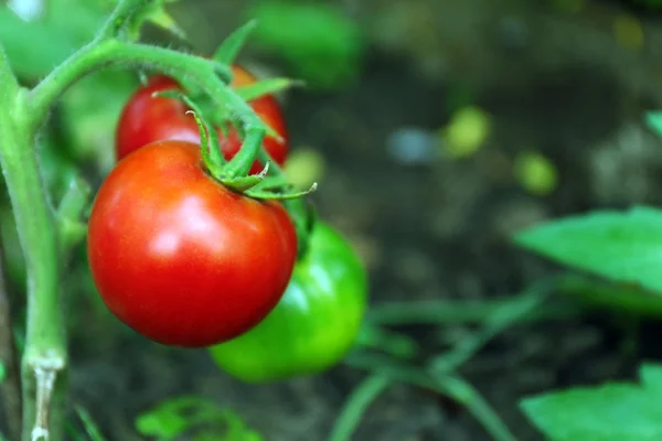 Tomaten groeien in tuin — Stockfoto