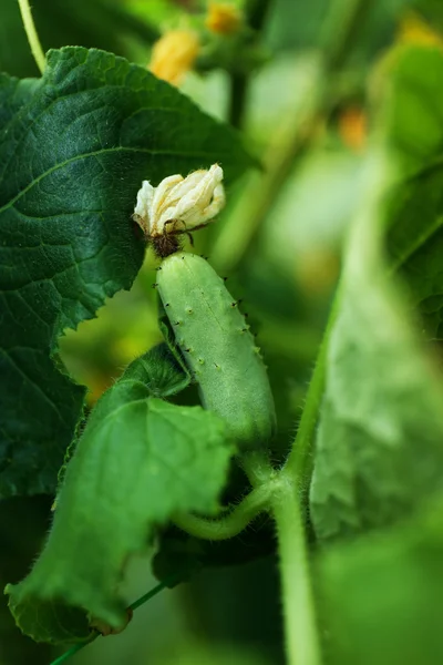 Cultivo de pepino en el jardín —  Fotos de Stock
