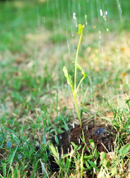 Green sprout in soil — Stock Photo, Image