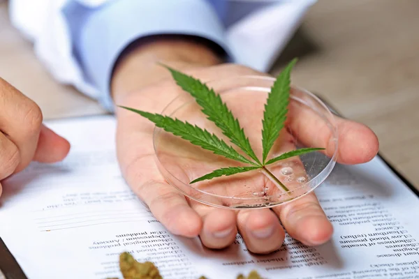 Médico mão segurando folha cannabis — Fotografia de Stock