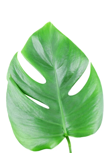 Monstera leaf isolated on white — Stock Photo, Image