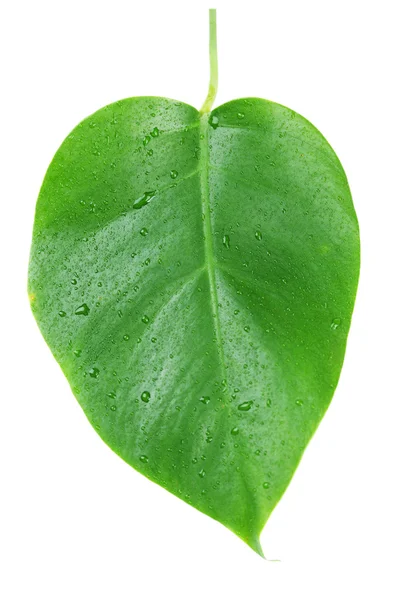 Feuille de Monstera isolée sur blanc — Photo