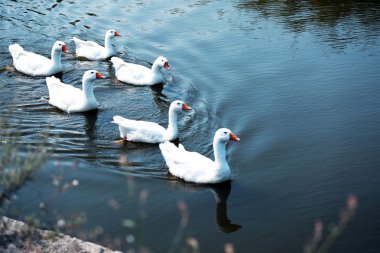 Suyun üstündeki kazlar