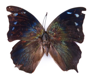 beyaz izole renkli kelebek