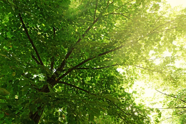 Zelený strom koruna — Stock fotografie