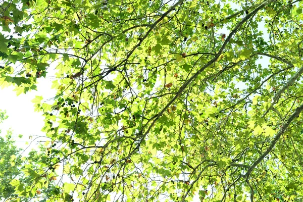 Corona de árbol verde — Foto de Stock