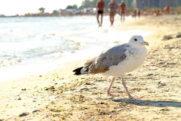 Komik Seagull on deniz kıyısı — Stok fotoğraf
