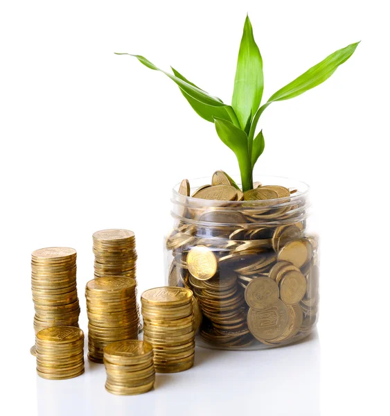 Plant growing in coins — Stock Photo, Image