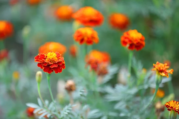 Beautiful Flowers in garden — Stock Photo, Image