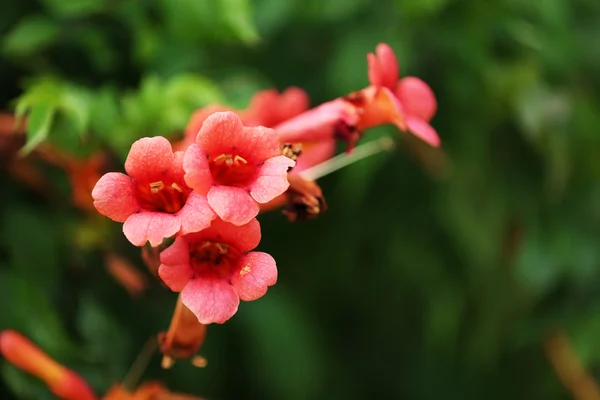 Rosa blomma i trädgården — Stockfoto