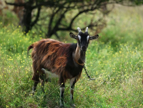 Κατσίκα στο Λιβάδι — Φωτογραφία Αρχείου