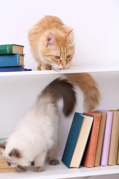 Cute little cats on shelf with books on light background — Stock Photo, Image
