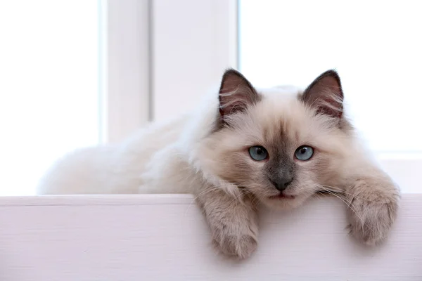 Kitten liggend op de vensterbank, close-up — Stockfoto