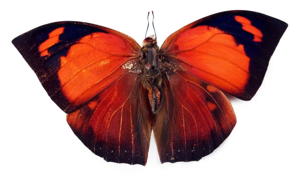 Borboleta colorida isolada em branco — Fotografia de Stock