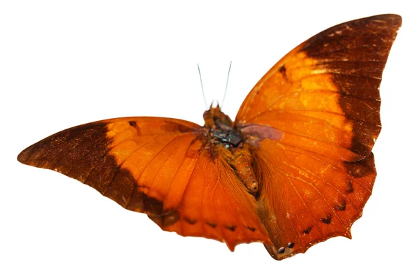 Papillon coloré isolé sur blanc — Photo