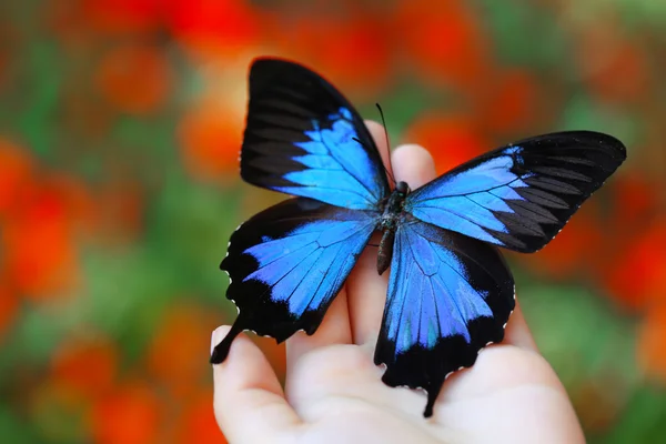 Colorful butterfly in female hand — Stock Photo, Image