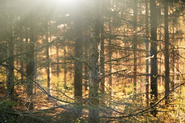 Copaci în pădure cu lumină solară — Fotografie, imagine de stoc