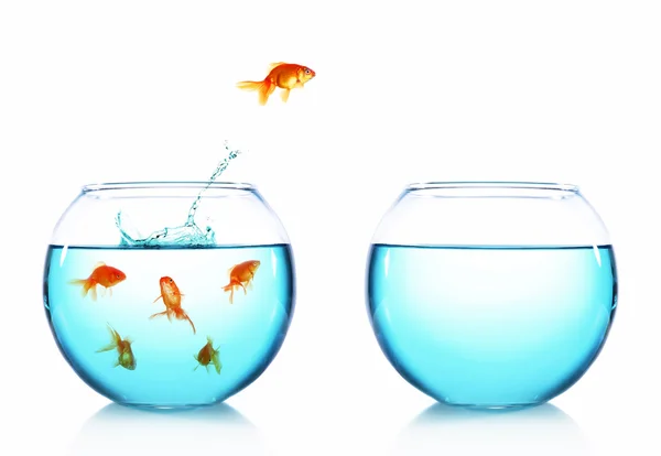 Goldfish jumping from glass aquarium — Stock Photo, Image