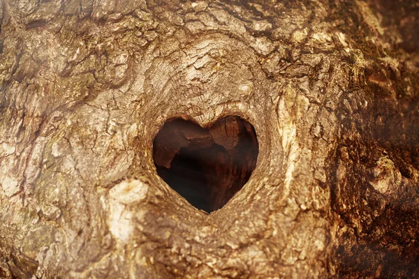 Árvore oca em forma de coração — Fotografia de Stock