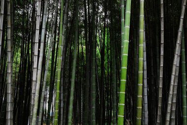 koyu bambu grove 