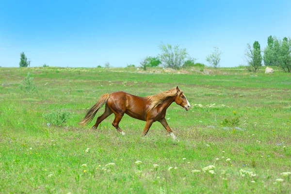 Braunes Pferd weidet auf Wiese — Stockfoto