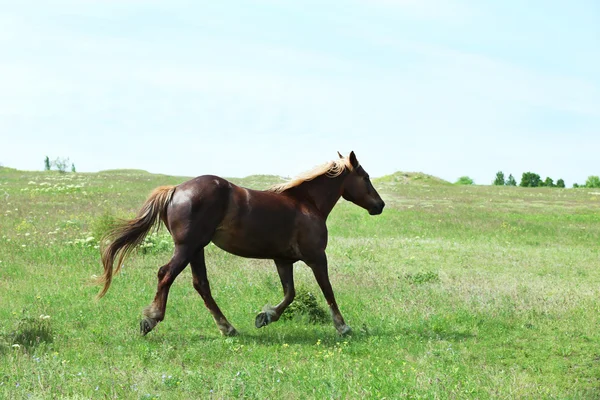 Cavallo bruno al pascolo sul prato — Foto Stock