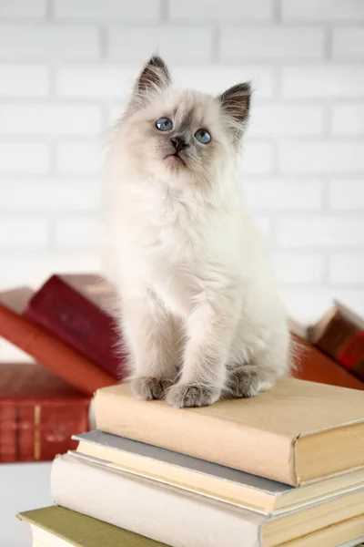 Милая кошечка с книжками — стоковое фото