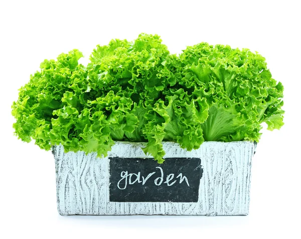 Fresh lettuce isolated on white — Stock Photo, Image