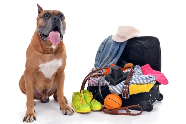 Vackra Boxer hund med öppen resväska — Stockfoto