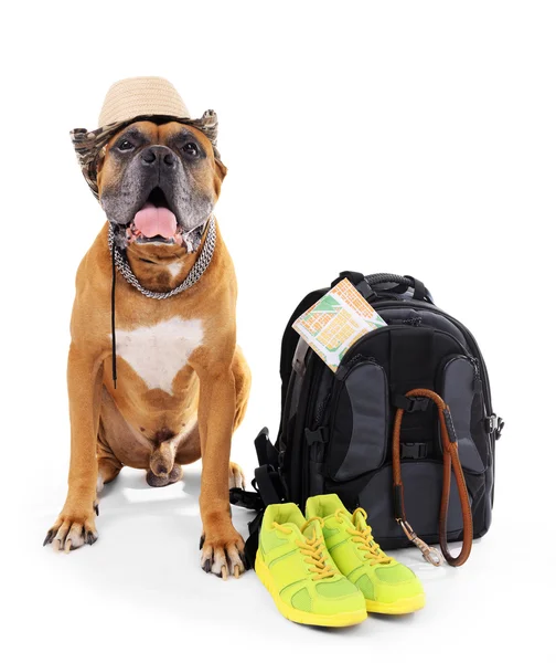 Beautiful Boxer Dog with backpack — Stock Photo, Image