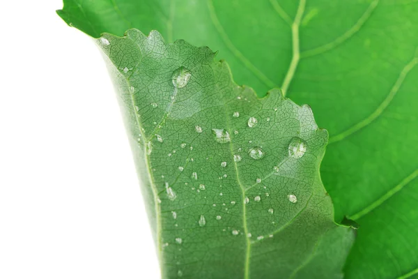 Folha verde fresca com gotas — Fotografia de Stock